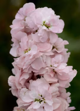 Lövkoja - Column Appleblossom