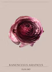 Bukettranunkel - Magic Purple Delight