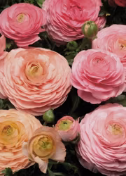 Bukettranukel -Magic Pink & Peach