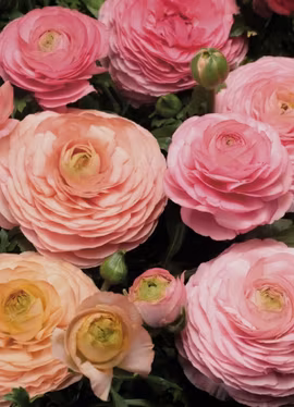 Bukettranukel -Magic Pink & Peach