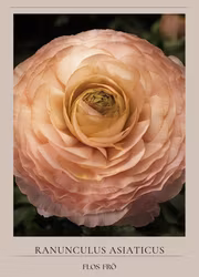 Bukettranukel -Magic Pink & Peach