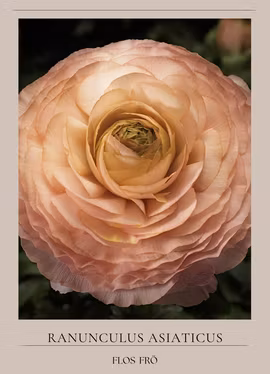 Bukettranukel -Magic Pink & Peach