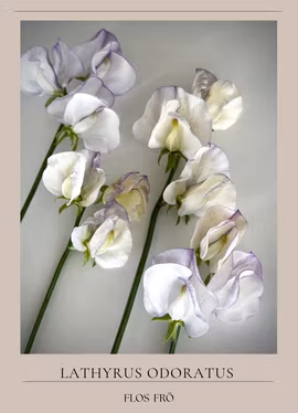 Luktärt - Spencer Old Times