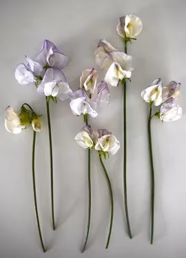 Luktärt - Spencer Old Times