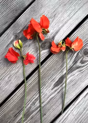 Luktärt - Spring Sunshine Orange