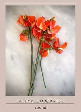 Luktärt - Spring Sunshine Orange