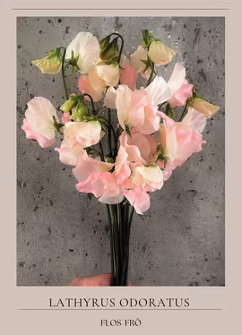 Luktärt - Spring Sunshine Blush