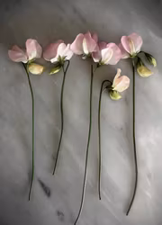 Luktärt - Spring Sunshine Blush