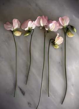 Luktärt - Spring Sunshine Blush