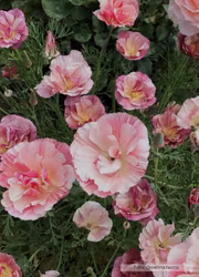 Sömntuta - Thai Silk Appleblossom Chiffon