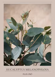 Eukalyptus - Silver-Leafed Ironbark