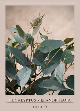 Eukalyptus - Silver-Leafed Ironbark