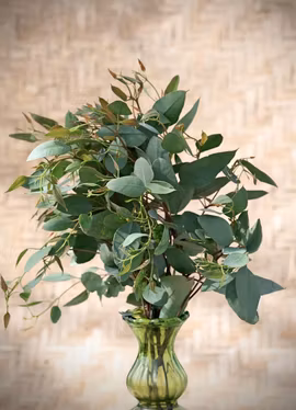 Eukalyptus - Silver-Leafed Ironbark