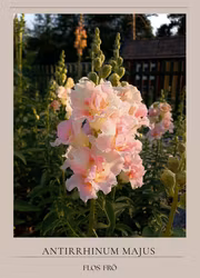 Lejongap - DoublesShot Appleblossom F1