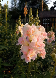 Lejongap - DoublesShot Appleblossom F1