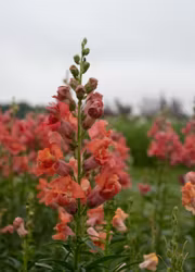 Lejongap - Madame Butterfly Bronze