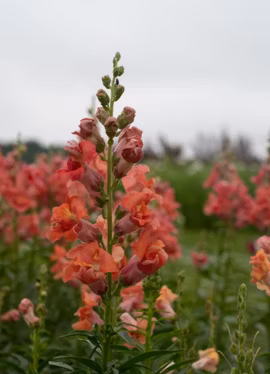 Lejongap - Madame Butterfly Bronze