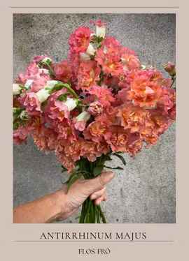 Lejongap - Madame Butterfly Bronze