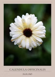 Ringblomma - Ivory Princess