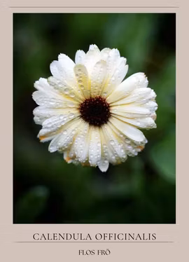 Ringblomma - Ivory Princess