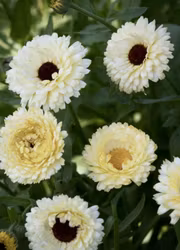 Ringblomma - Ivory Princess