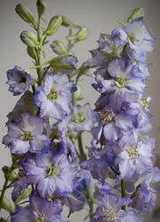 Riddarsporre - Fancy Purple Picotee