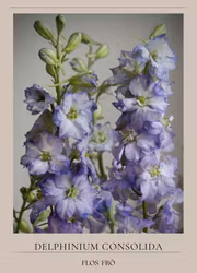 Riddarsporre - Fancy Purple Picotee