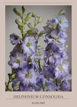 Riddarsporre - Fancy Purple Picotee