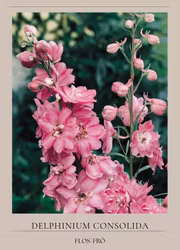 Riddarsporre - Qis Rose