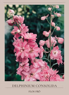 Riddarsporre - Qis Rose