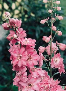 Riddarsporre - Qis Rose