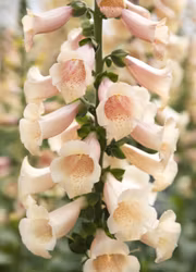 Fingerborgsblomma - Dottie Peach