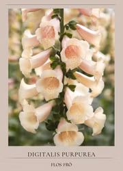 Fingerborgsblomma - Dottie Peach