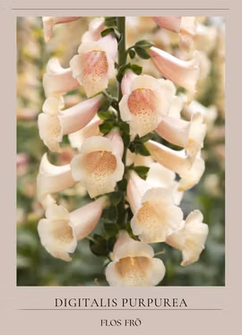 Fingerborgsblomma - Dottie Peach