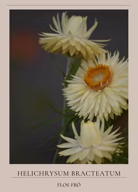 Jätteeternell - King Size Frosted Sulphur