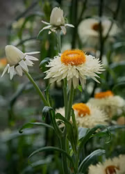 Jätteeternell - King Size Frosted Sulphur