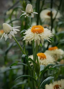 Jätteeternell - King Size Frosted Sulphur