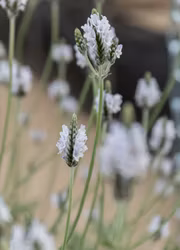 Lavendel - Torch Minty Ice