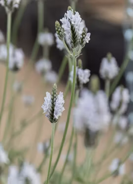 Lavendel - Torch Minty Ice