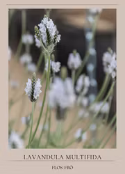 Lavendel - Torch Minty Ice