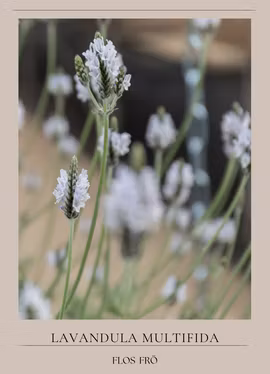 Lavendel - Torch Minty Ice