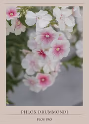 Phlox - Blushing Bride