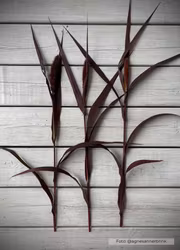 Kolvhirs - Red Jewel