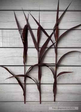 Kolvhirs - Red Jewel