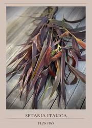 Kolvhirs - Red Jewel