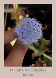 Spetsblomma - Lace Blue