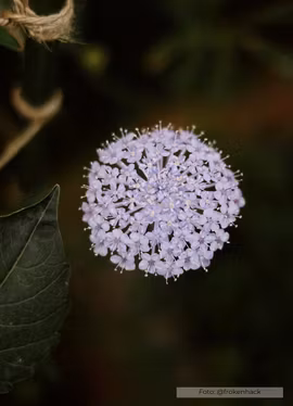 Spetsblomma - Lace Blue