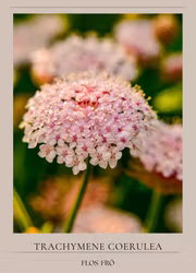 Spetsblomma - Lace Pink