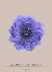 Anemon - Harmony Double Blue F1