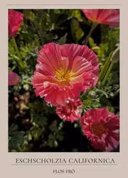 Sömntuta - Thai Silk Rose Chiffon